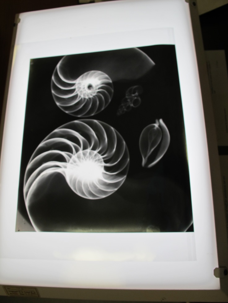 Radiographs of shells, D'arcy Wentworth Thompson papers, St. Andrews University Library